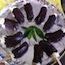 Thumbnail image for Chocolate Covered Banana Pops Recipe